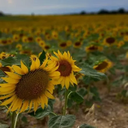 فندق مبيت وإفطار Armonia 3*