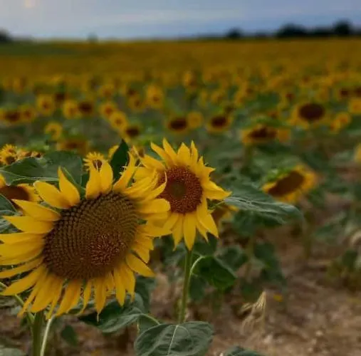 住宿加早餐酒店 Armonia 3*